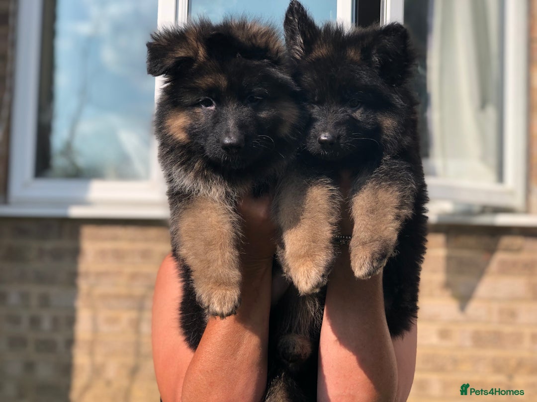 German Shepherd dogs for sale:  kc health tested long haired German shepherd pups - Image 18