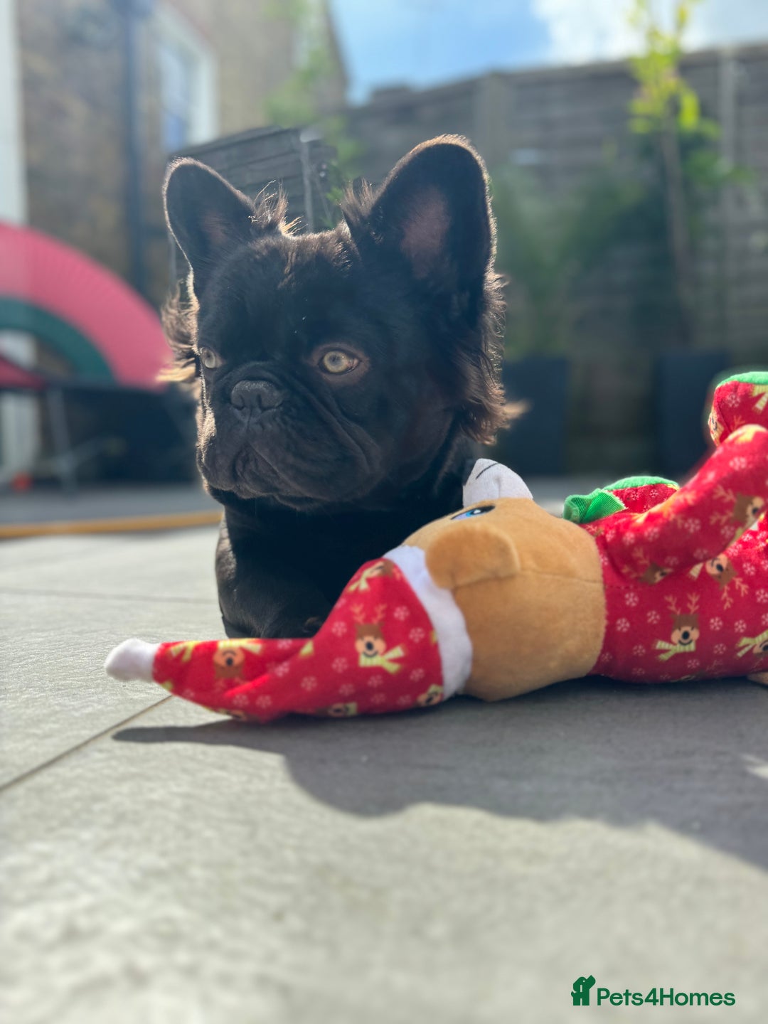French Bulldog dogs for stud: Full fluffy French bulldog for Stud - Image 2