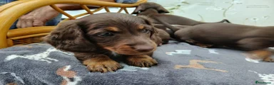 Miniature Dachshund 3