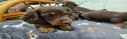 Miniature Dachshund dogs for sale: Miniature dachshund puppies  - Advert 18