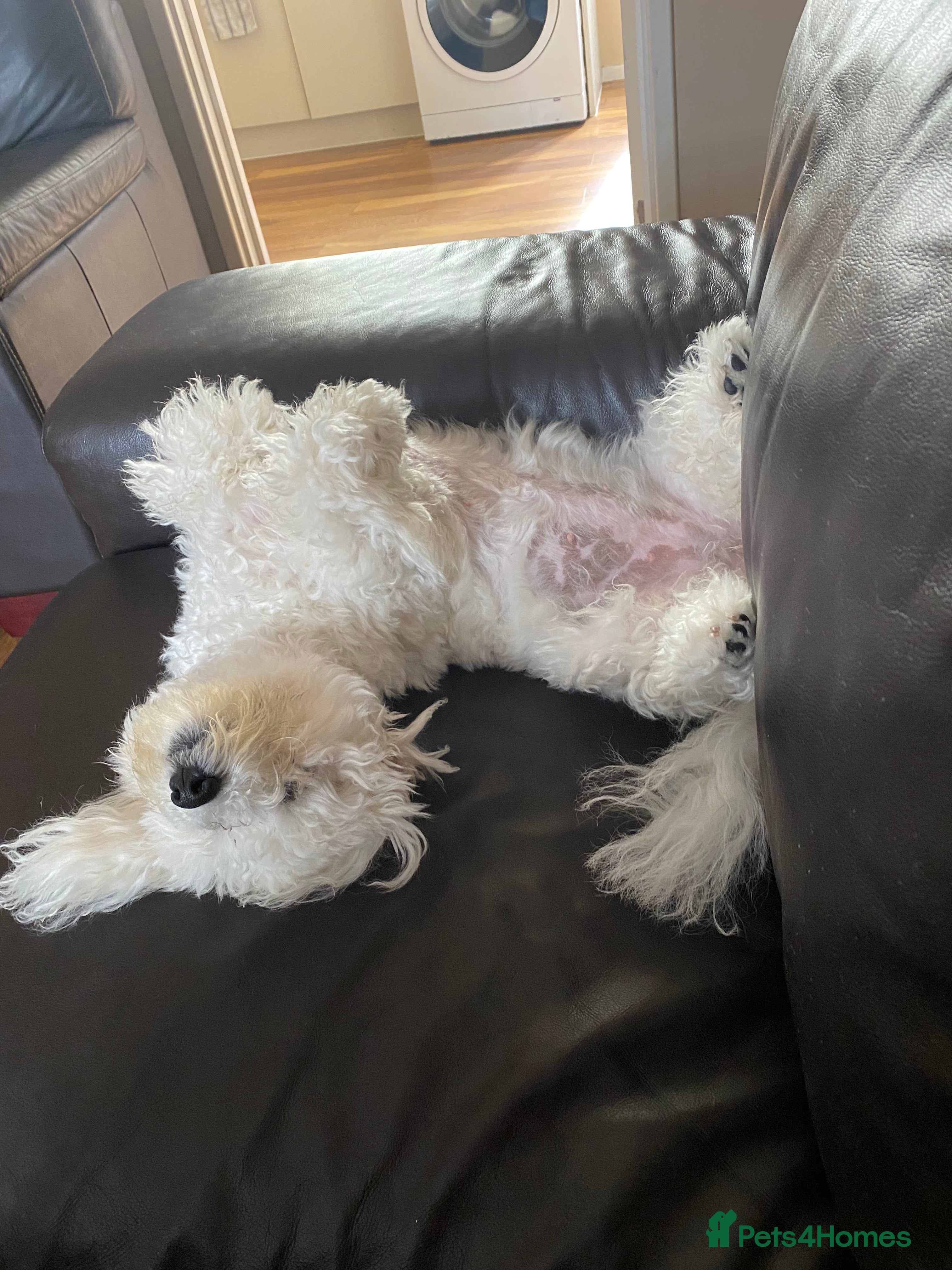 Bichon Frise dogs Sadie 3 years old  - Advert 1