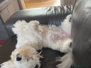 Bichon Frise dogs Sadie 3 years old - Advert 1
