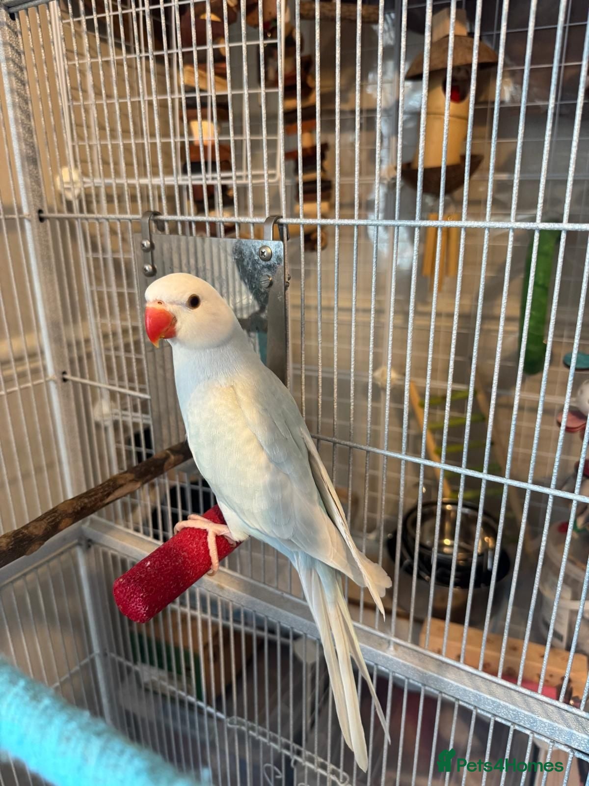 Ringnecks birds Silly tame baby white and bluish indiam ringneck - Advert 1