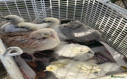 Chickens poultry for sale: DISCOUNTED pure breed chicks for sale! - Image 5