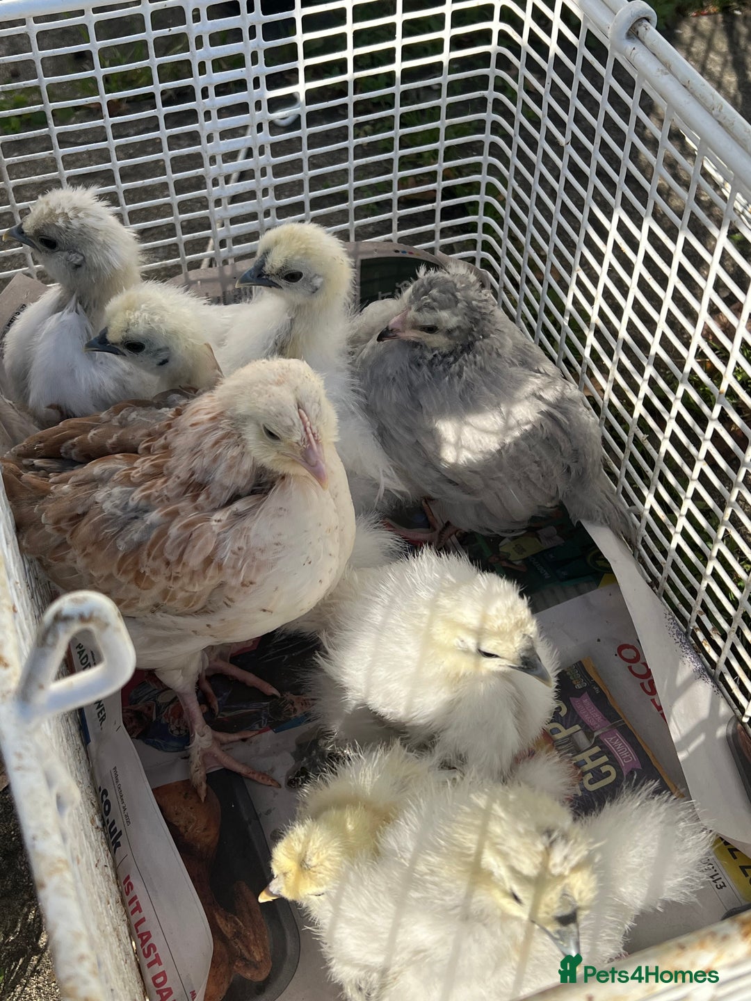 Chickens poultry for sale: DISCOUNTED pure breed chicks for sale! - Image 5
