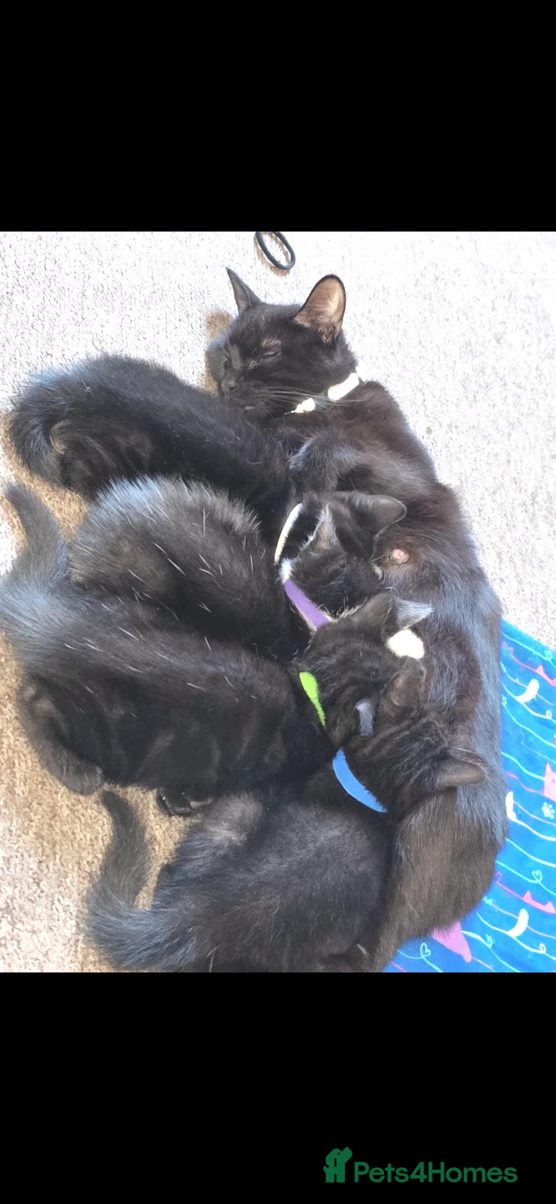 Mixed Breed cats for sale: 4 beautiful kittens. 2 male 2 female  - Advert 1