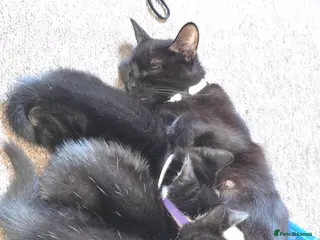 Mixed Breed cats 4 beautiful kittens. 2 male 2 female - Advert 4