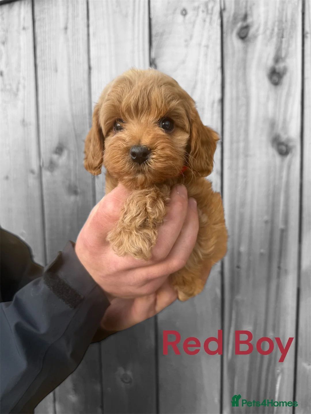 Cockapoo dogs for sale: DEEP RED COCKAPOO PUPPIES REDY NOW - Advert 2