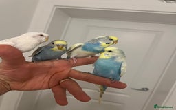 Budgerigars birds for sale: Budgies and cocktails - Image 6