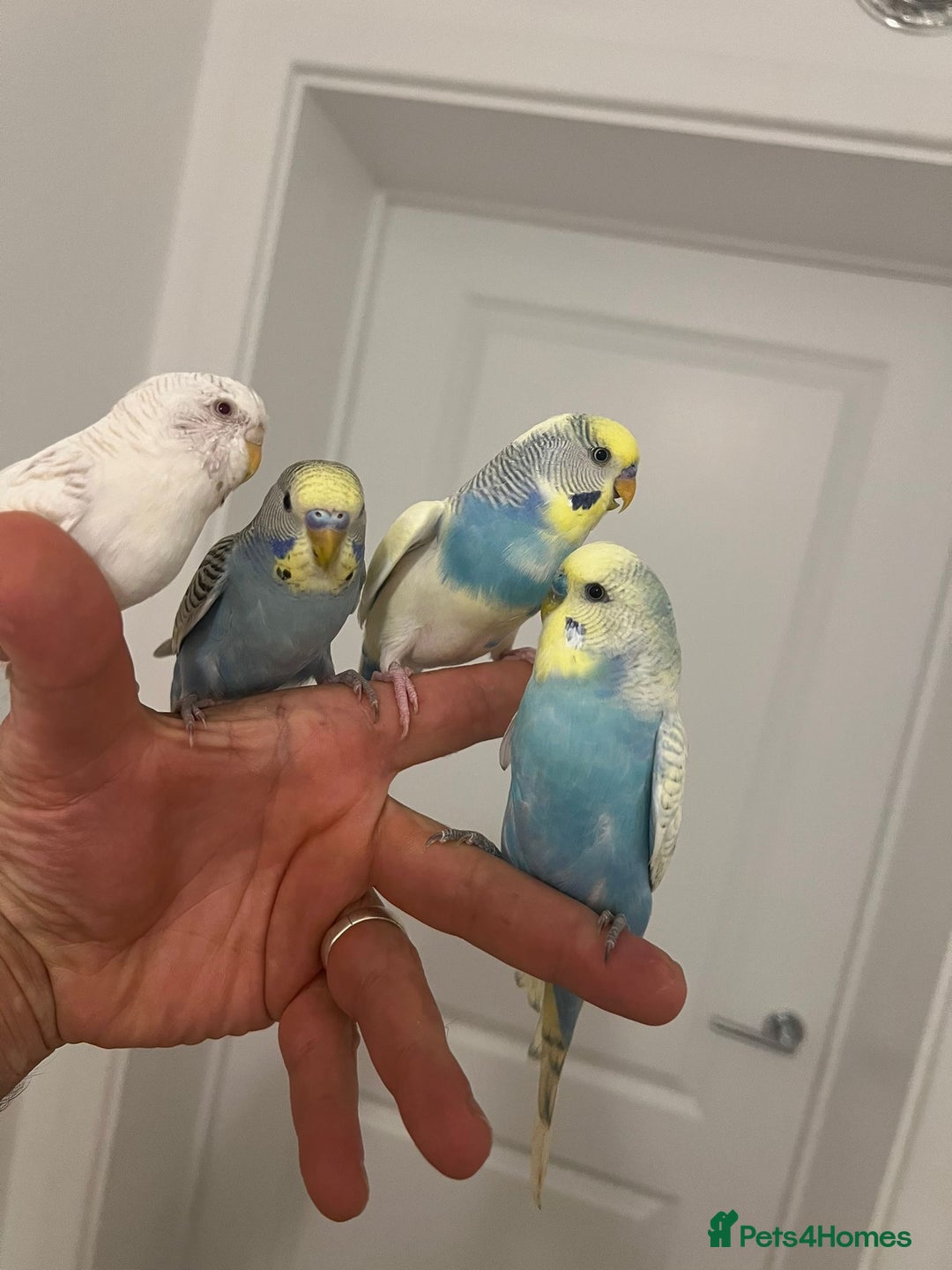 Budgerigars birds for sale: Budgies and cocktails - Image 6
