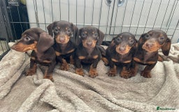 Dachshund dogs for sale: Standard Dachshund Puppies Ready Now - Image 1