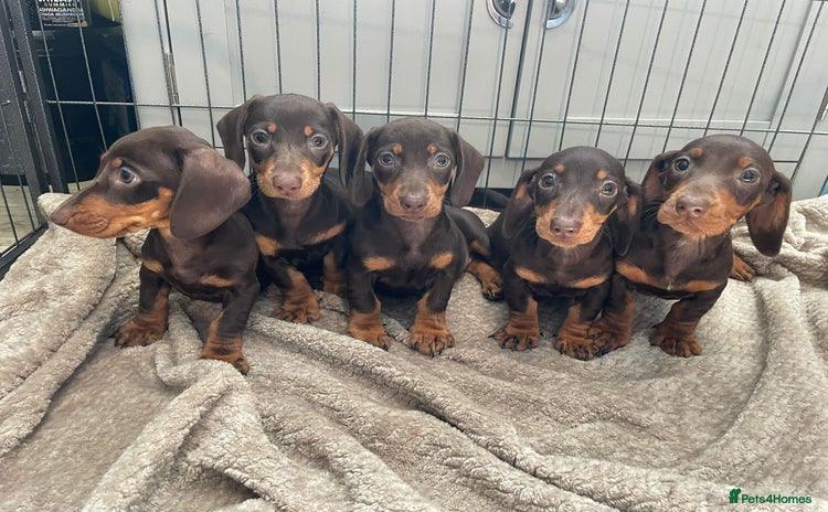 Dachshund dogs - Advert 1