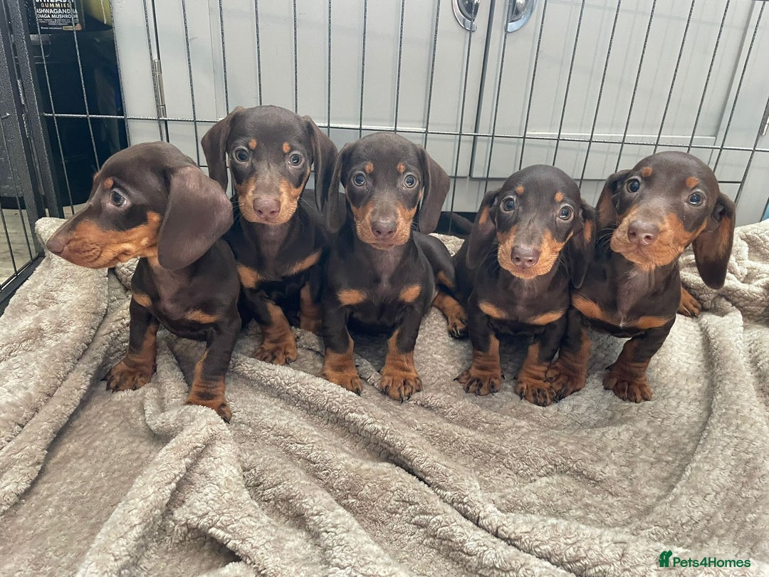 Dachshund dogs for sale: Standard Dachshund Puppies Ready Now - Image 1