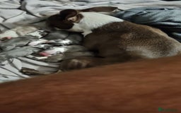 Boston Terrier dogs for sale: Outstanding Blue/Champagne Boston pups - Image 3
