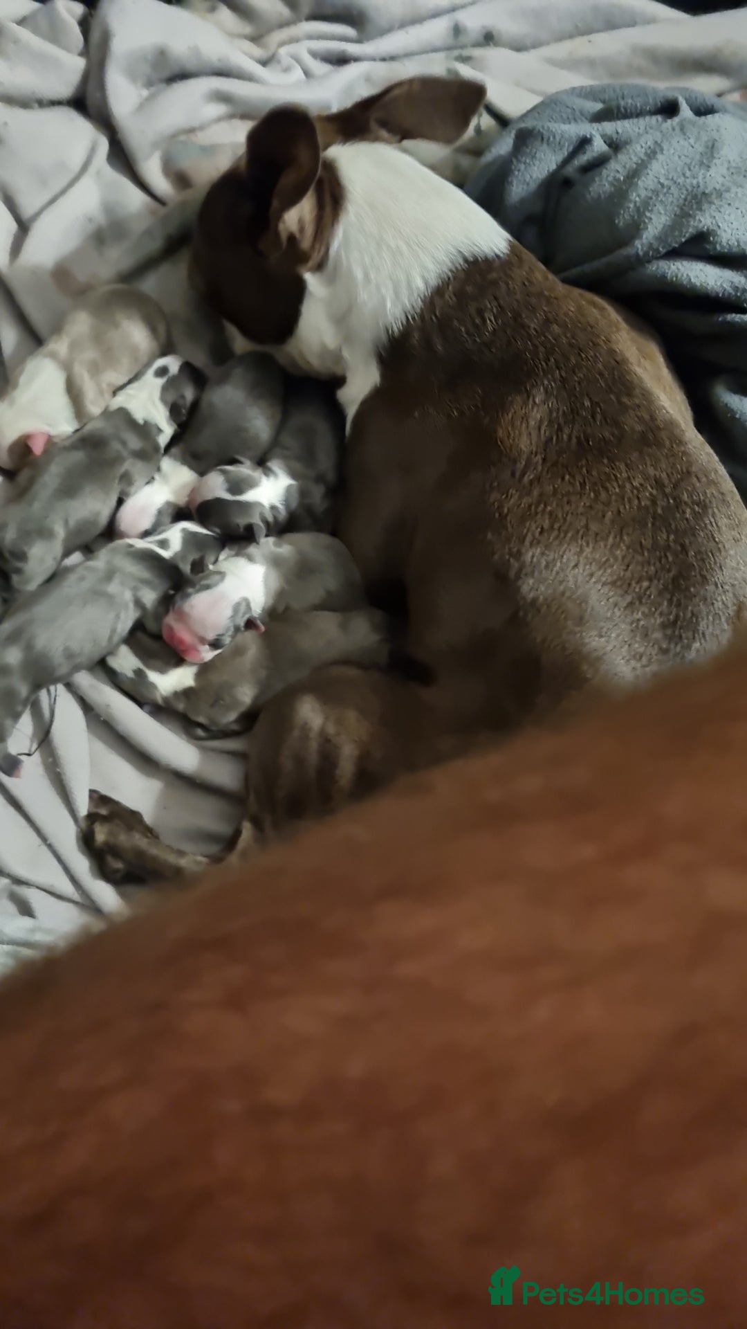 Boston Terrier dogs for sale: Outstanding Blue/Champagne Boston pups - Image 3