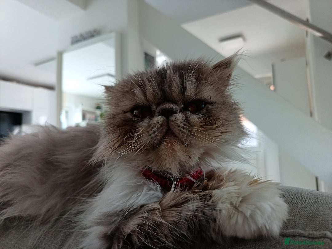 Persian cats for sale: Persian Female - Image 2