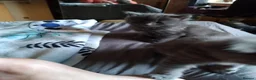 Mixed Breed cats for sale: Four male kittens - Advert 10
