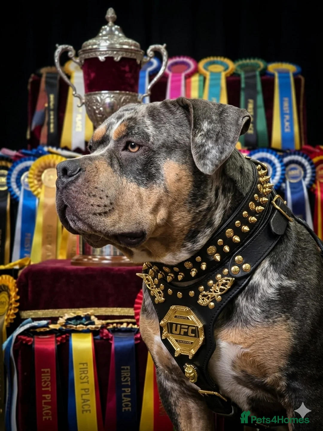 American Bully dogs for stud: ABKC Pocket Bully Stud - Merle - GrCh Bloodline - Advert 4