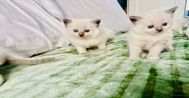 Ragdoll cats - Advert 8