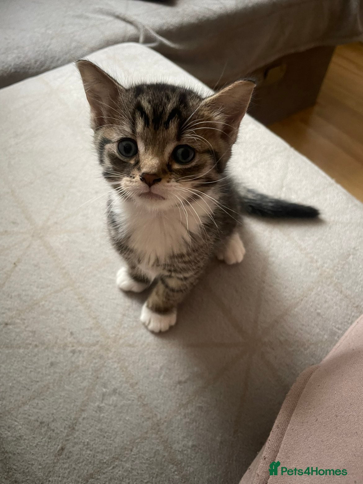Mixed Breed cats for sale: Sweet kitty for sale 🩷🩷🩷 - Advert 4