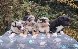 Border Collie dogs for sale: Border Collie Puppies Top Quality! - Image 4