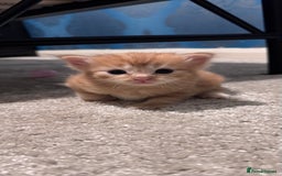 Domestic Shorthair cats for sale: 4 beautiful kittens  - Image 7