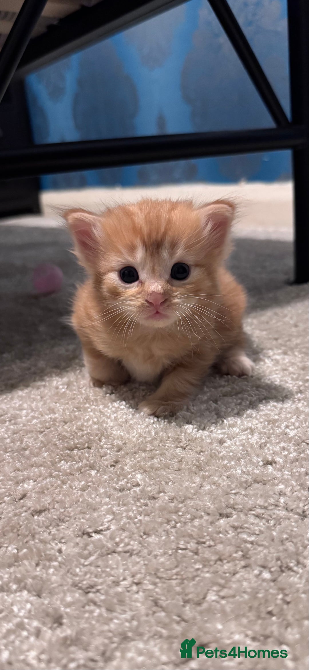 Domestic Shorthair cats for sale: 4 beautiful kittens  - Image 7
