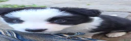 Border Collie dogs for sale: ​Border Collie Pups: Rare Slate Merle & B/W - Advert 10