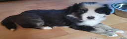 Mixed Breed dogs for sale: Beautiful Bordernese  - Advert 21