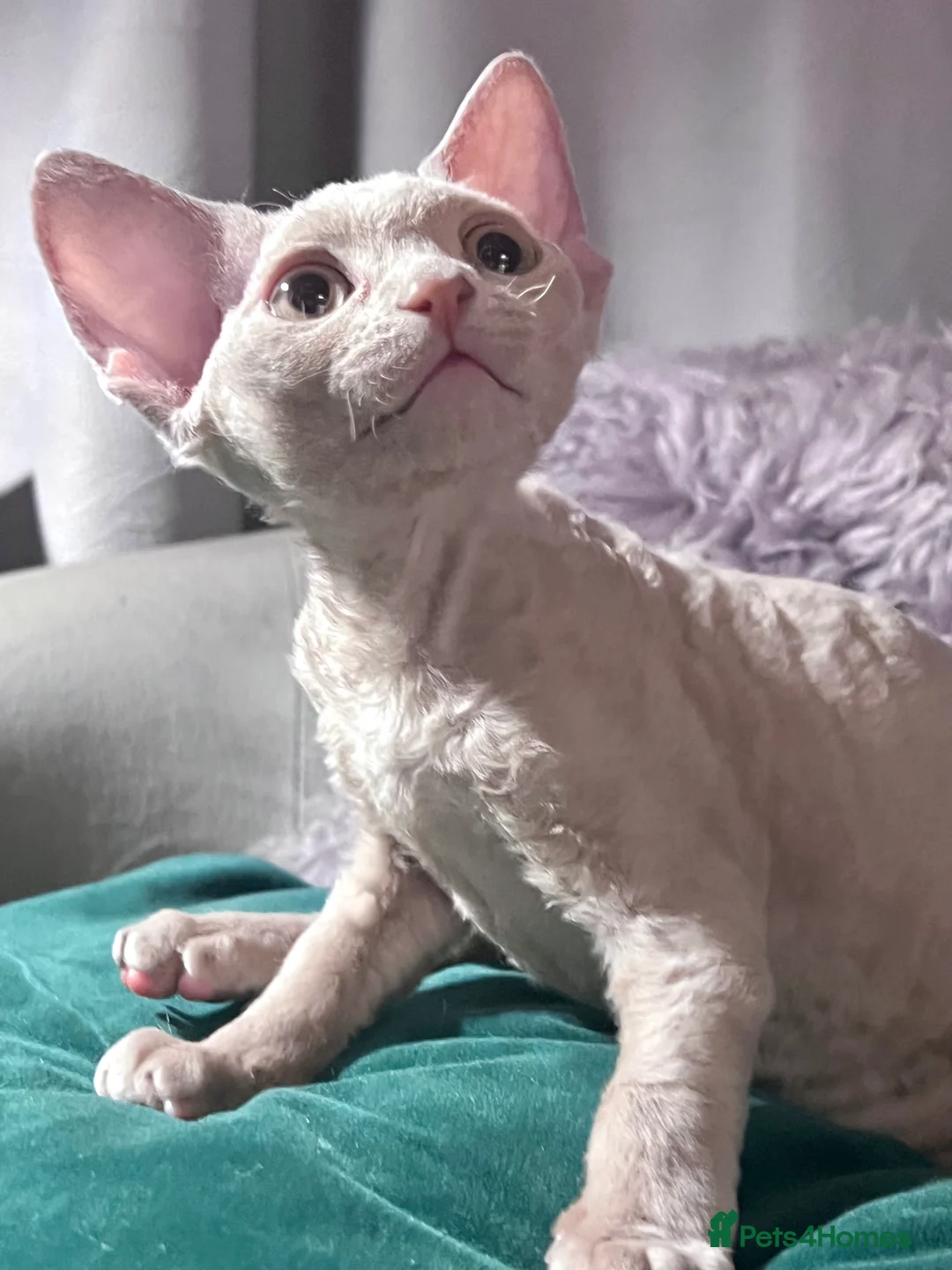 Gallery Image {{count}}