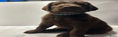 Labradoodle 6 - blue
