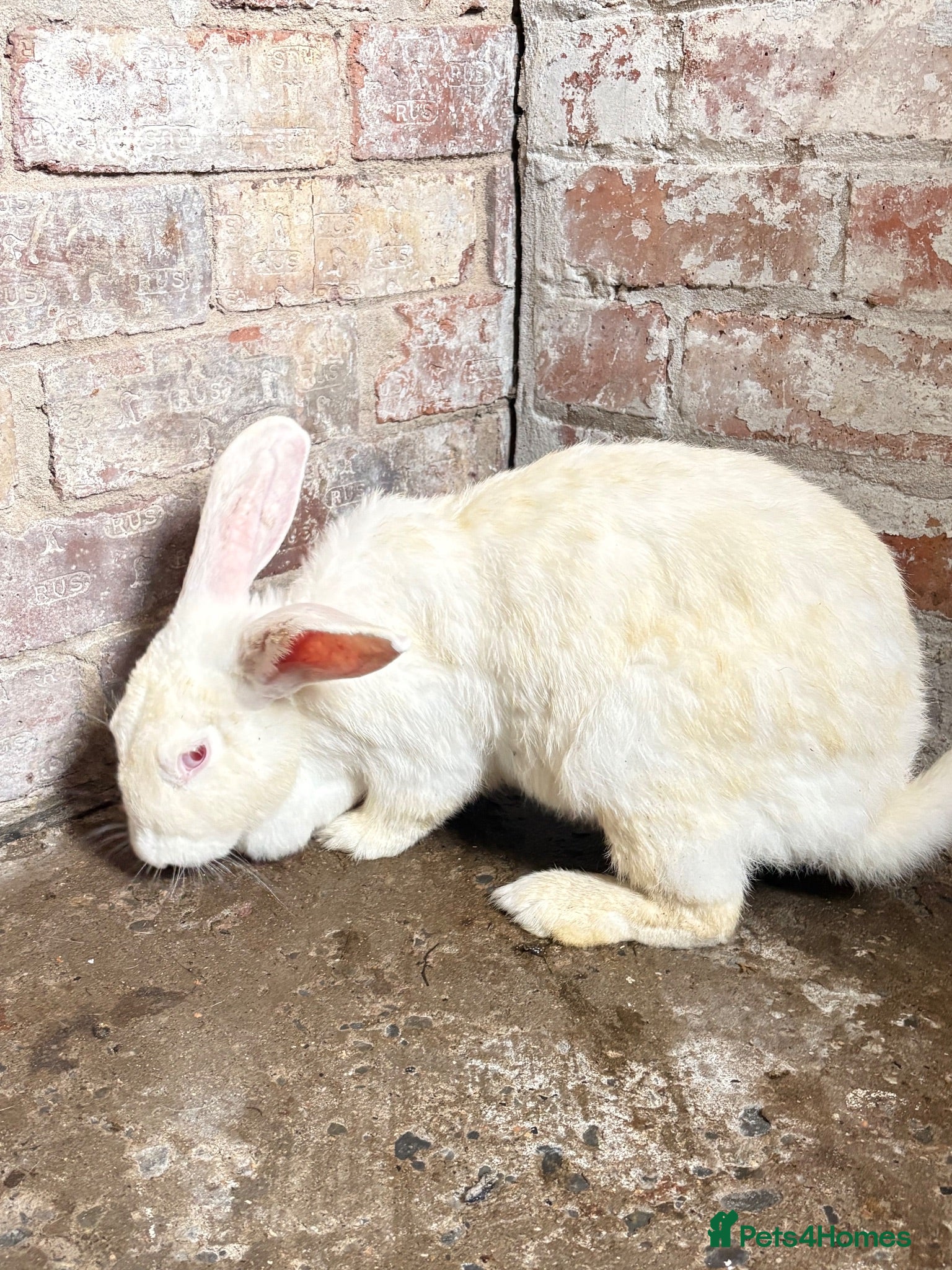 English rabbits Rabbit for sale - Advert 1