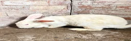 English rabbits for sale: Rabbit for sale in Saint Helens - Advert 1