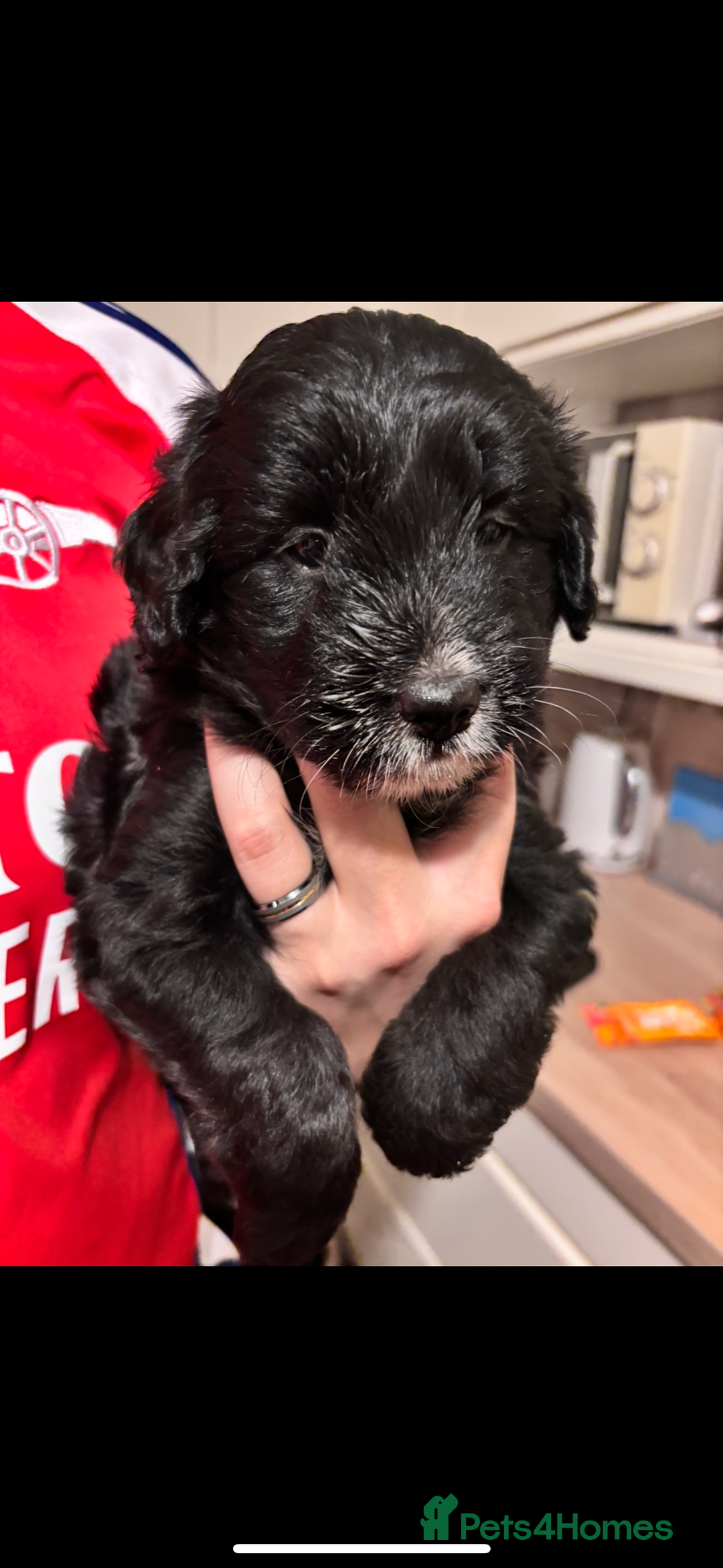 Bordoodle dogs for sale: Beautiful border collie x miniature poodle puppies - Image 2
