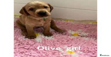Labrador Retriever dogs - Advert 1