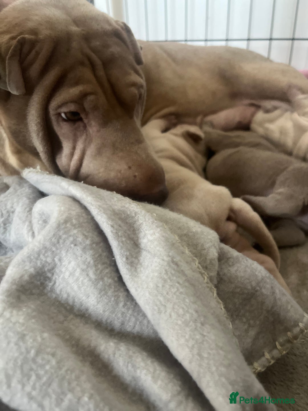 Shar Pei dogs for sale: Shar-pei Puppies - Advert 11