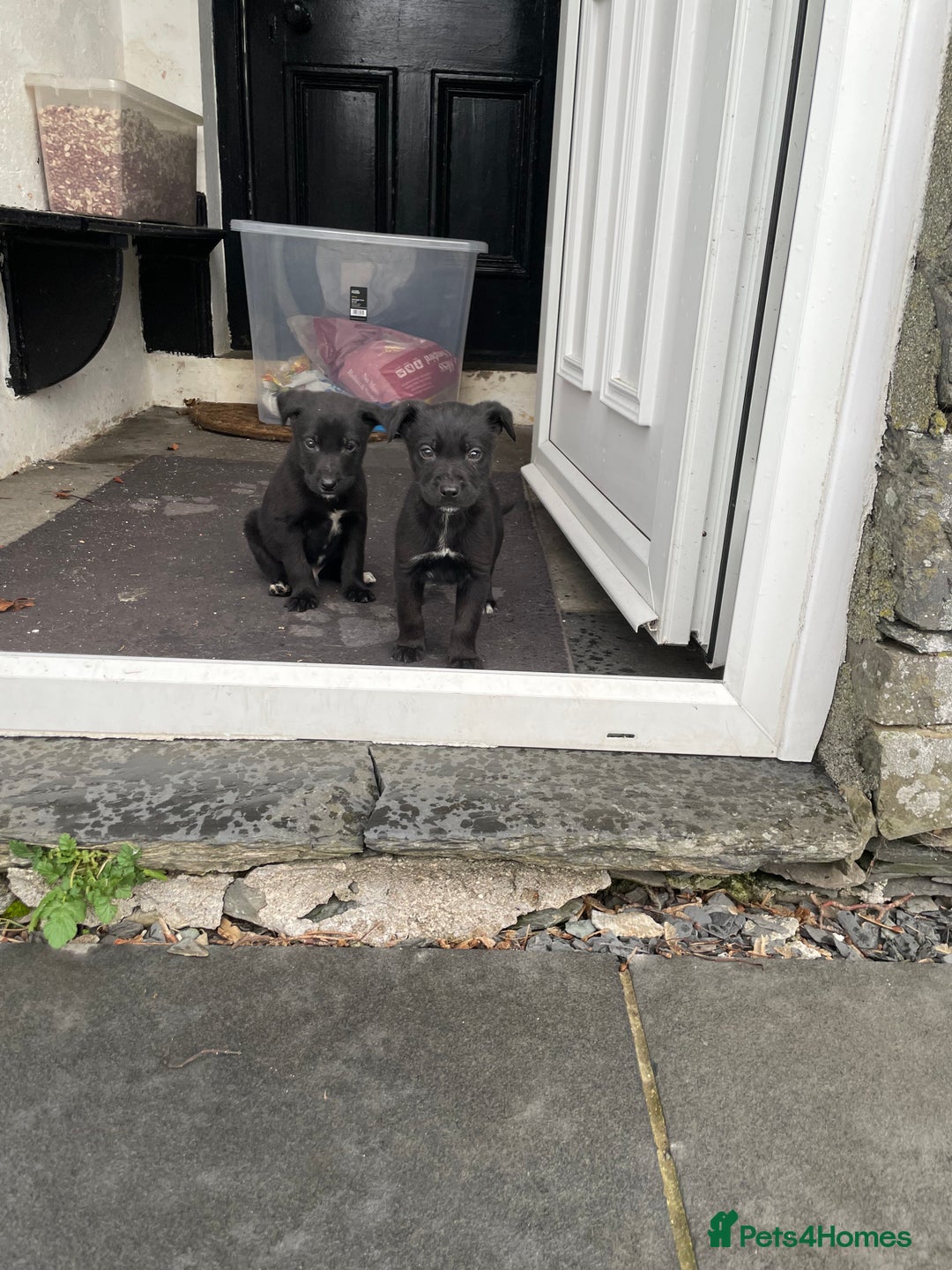 Borador dogs for sale: ⚫️lab x collie puppies ⚪️ - Advert 3