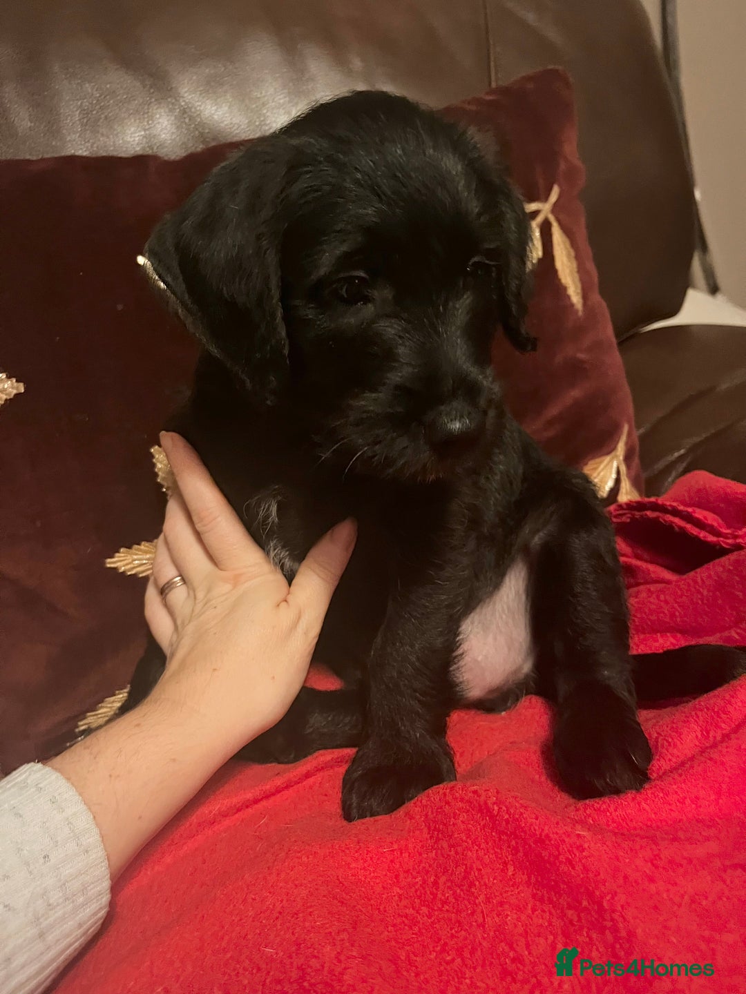 Jackapoo dogs for sale: ✨ Gorgeous Jackapoo puppies ready to leave now ✨ - Advert 14