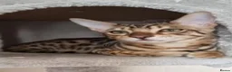 Savannah cats for sale: Buddy 4 year old Male S7 Savannah - Advert 6