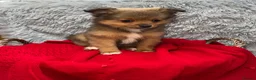 Pomeranian dogs for sale: Only two beautiful Pomeranian babies left - Advert 15