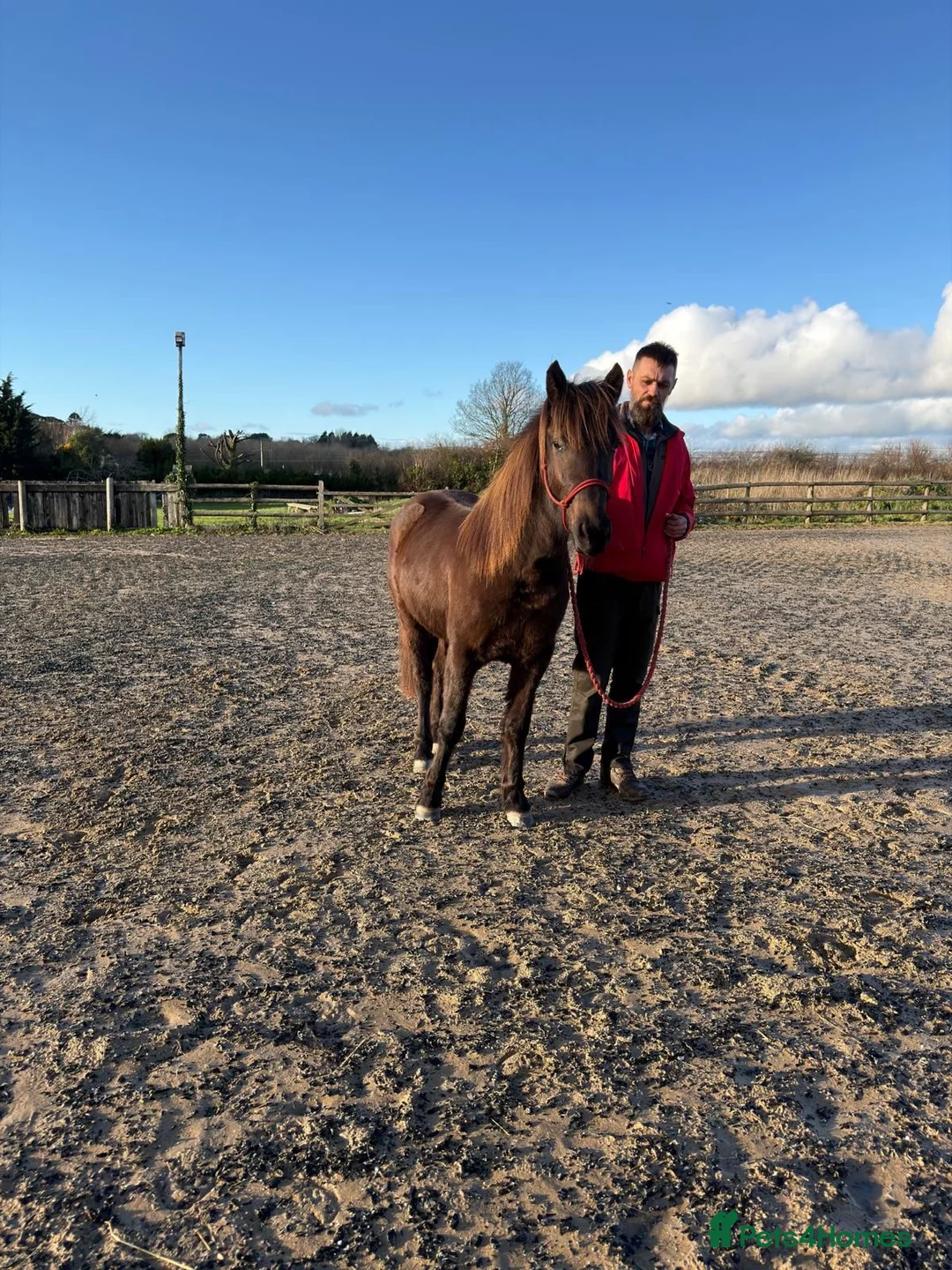 Other Breed horses for sale: Tinkerbell 12.2 18 month old  - Advert 1