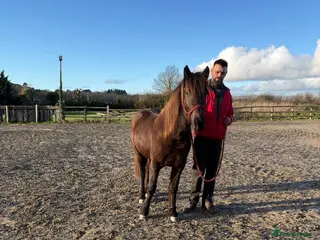 Other Breed horses Tinkerbell 12.2 18 month old - Advert 1