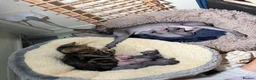Sphynx cats for sale: New Sphynx Litter Available Now! - Advert 20