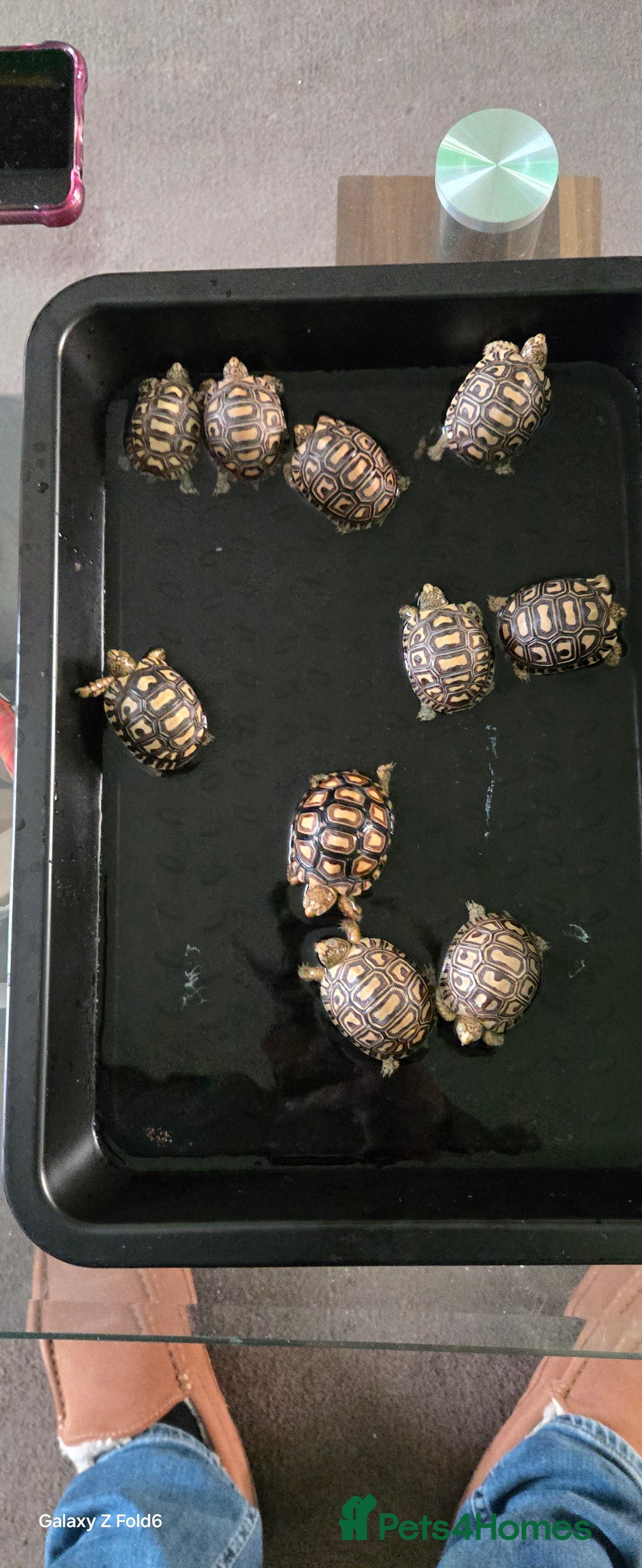 Mixed Breed reptiles for sale: 10 x leopard tortoise  - Advert 4