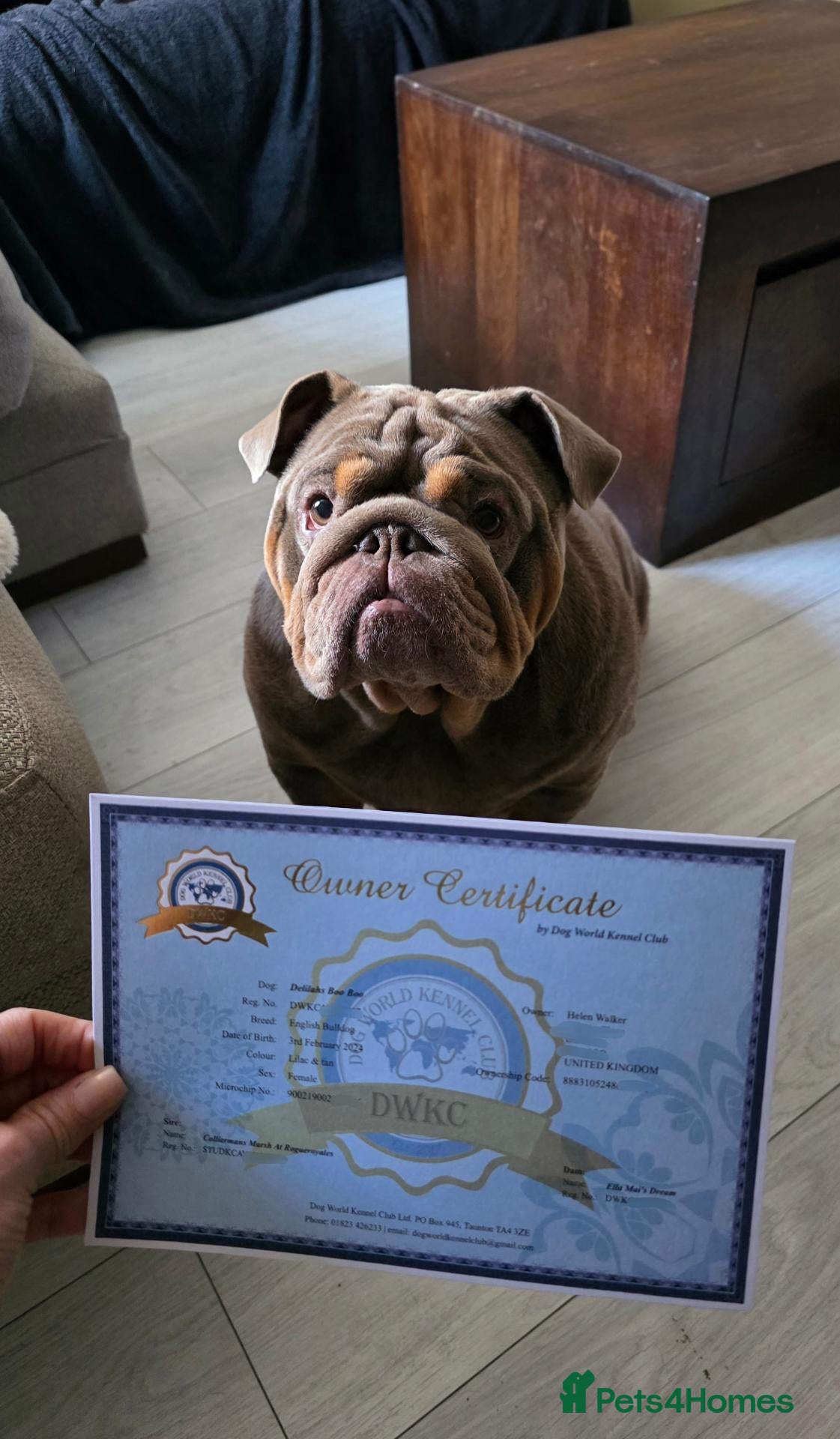English Bulldog dogs 2 Year Old Bulldog  - Advert 1