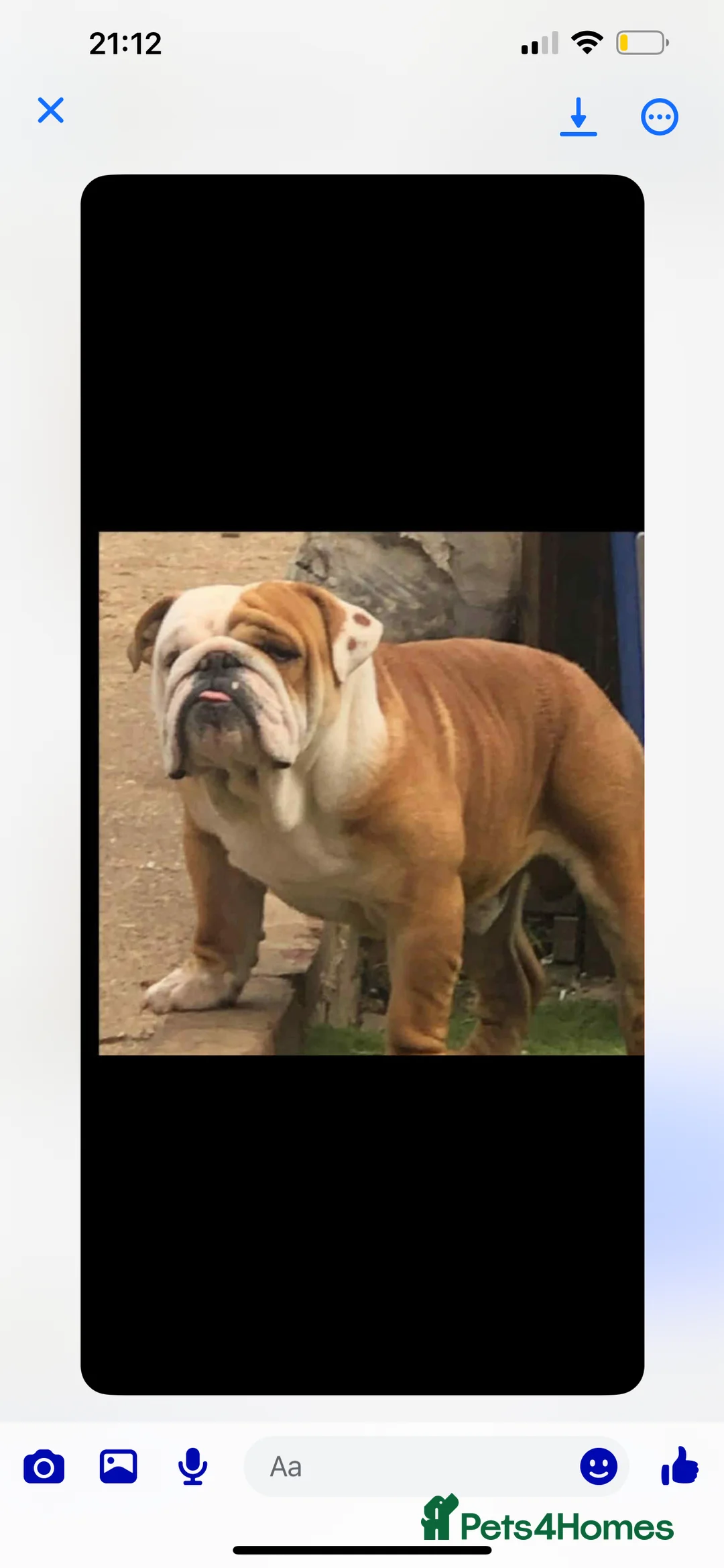 English Bulldog dogs for sale: Male English bulldog red/ white/merl markings - Advert 7