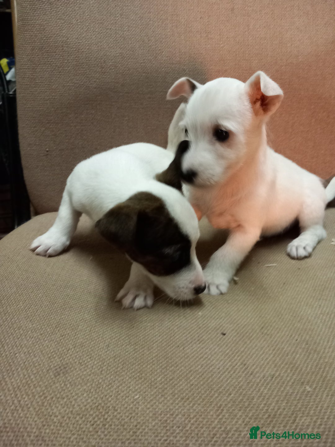 Parson Russell dogs for sale: Parson Russell Puppies  - Advert 8