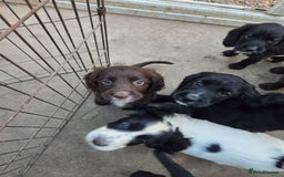 Cocker Spaniel dogs for sale: Cocker spaniel puppies  - Image 2