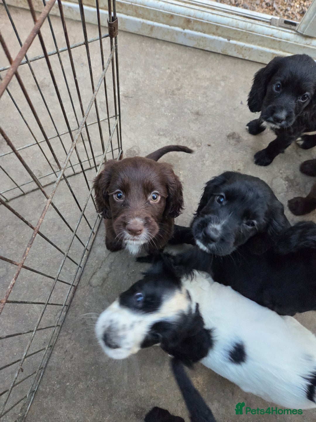 Cocker Spaniel dogs for sale: Cocker spaniel puppies  - Image 2