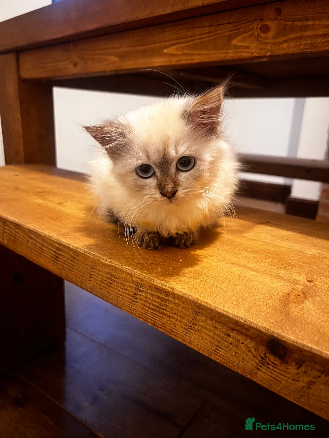 Siberian cats for sale: Three Siberian kittens!! - Image 3